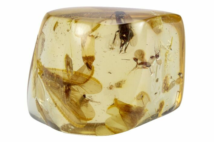 Polished Colombian Copal ( g) - Contains Small Spider! #264500